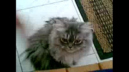 Video001.3gp