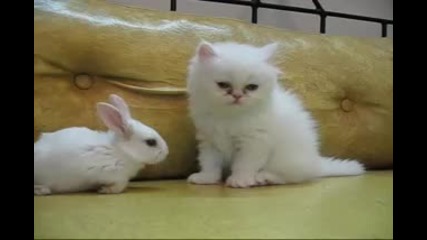 Сладко бяло зайче и бяло котенце