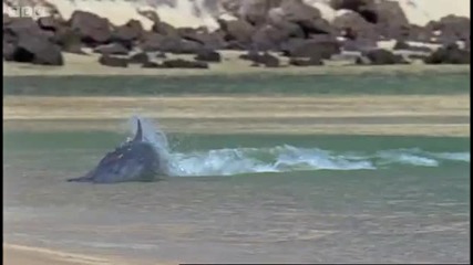 Планетата земя - Hydroplaning Dolphins 
