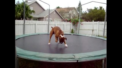 Куче скача на батут