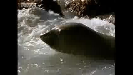 Great white sharks vs. seals - Bbc 