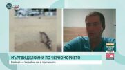 54 мъртви делфина изхвърли Черно море от началото на годината