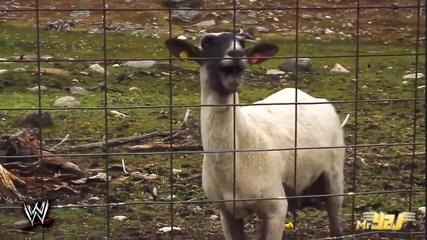 Brock Lesnar Screams Like A Goat - Funny (hd)