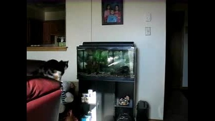 Глупава котка се удря в аквариум докато дебне рибката 