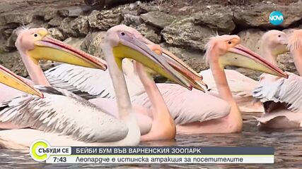 Бейби бум във варненския зоопарк