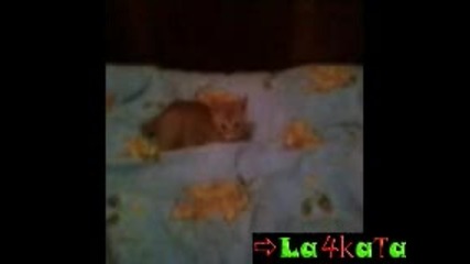 My garfield - Гарфилд игривия