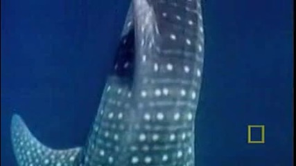 Whaleshark - Just One Frame
