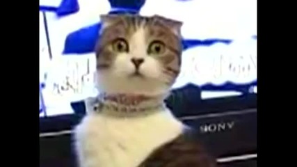 Котето от Star Wars