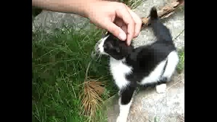 Коте В Копривщица