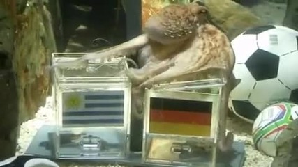 Германия ще бие Уругвай! Това предрече октоподът - оракул Паул ;]