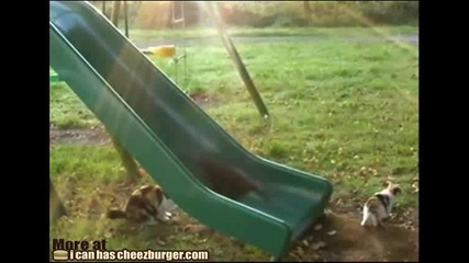 Много Смях - Котки на пързалка 