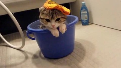 Котенце си взема вана 