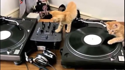 Котета Dj-и