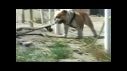 Funny Animals Videos