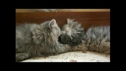 Персийски Котенца - Стара Загора