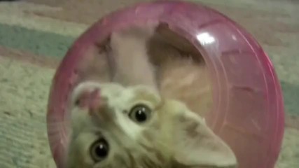 Котка засяда в топка