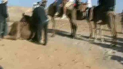 дебелак се качва на камила