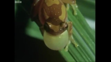 Panama frogs serenade females - Attenborough - Trials of Life - Bbc 