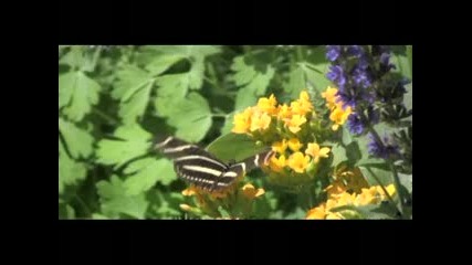 Yanni - Butterfly Dance