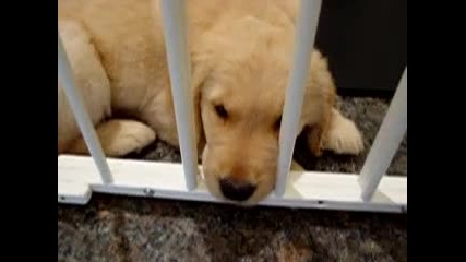 Голдън Ретривър кученца Хълца ~ Golden Retriever Puppy with Hiccups