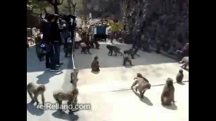 Как се хранят стотици гладни маймуни:)