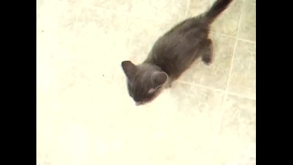 Сладко малко коте 