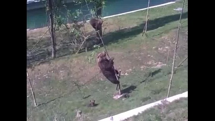 Мечка спасява мечето си