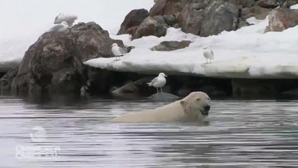 Полярна мечка прави хендстенд във вода :d