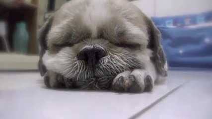 Сладко заспиващо кученце