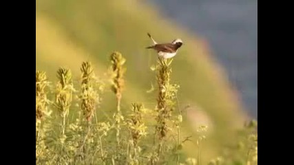 Andre Rieu - Nachtigall Serenade 