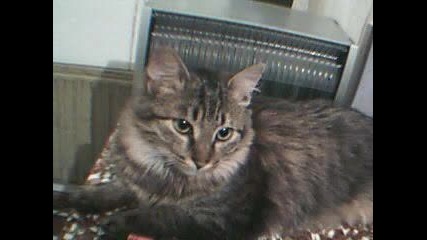Funny Cat