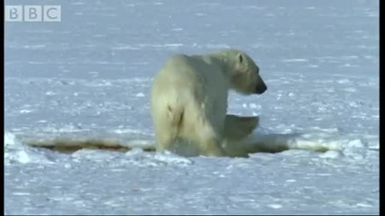 Polar Bear Hunts Beluga Whales - Blue Planet - Bbc wildlife 