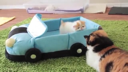 Малки котенца се забавляват в специална кола за котета