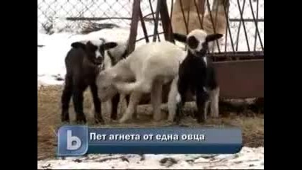 Пет агнета се родиха от една майка 