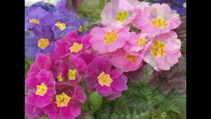 Primula