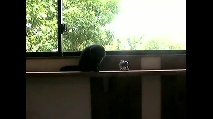 Черна Котка
