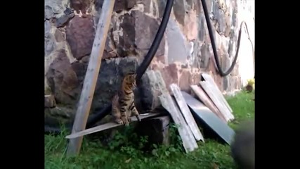 Котка Гледа Как Се Играе Баскет - смях