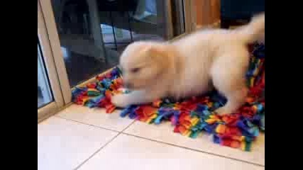 Golden Retriever Puppy Playing On Rug