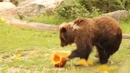 Кафяви мечки си играят с тикви