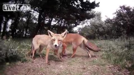 Хранене на лисици