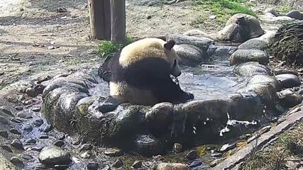 Заснеха палава панда, практикуваща водна йога (ВИДЕО)