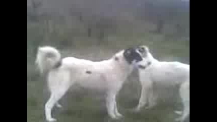 каракачянсни кучета 