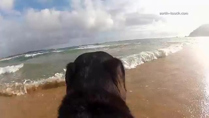 Куче плува с Делфини!