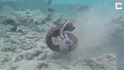 Морски бой - змиорка с октопод