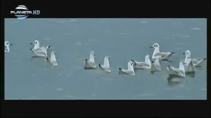Valq - Vuglen vuv voda Hd
