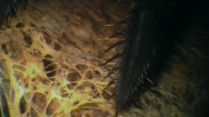 Tuzak Hazirlayan Tarantula