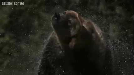 Мечка на забавен кадър 