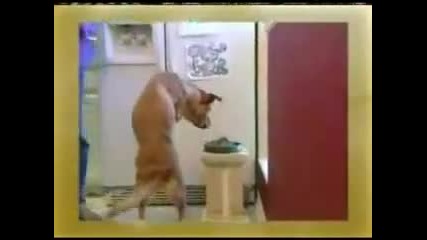 Amazing Two Legged Dog 