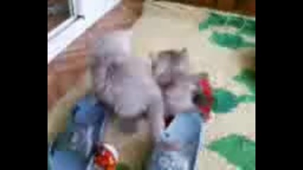 Малки сладки фъстъчета