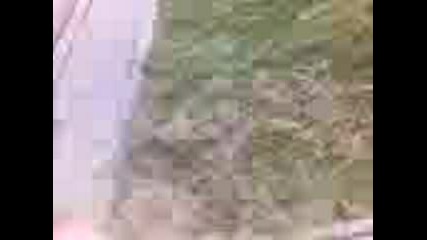 Lacho